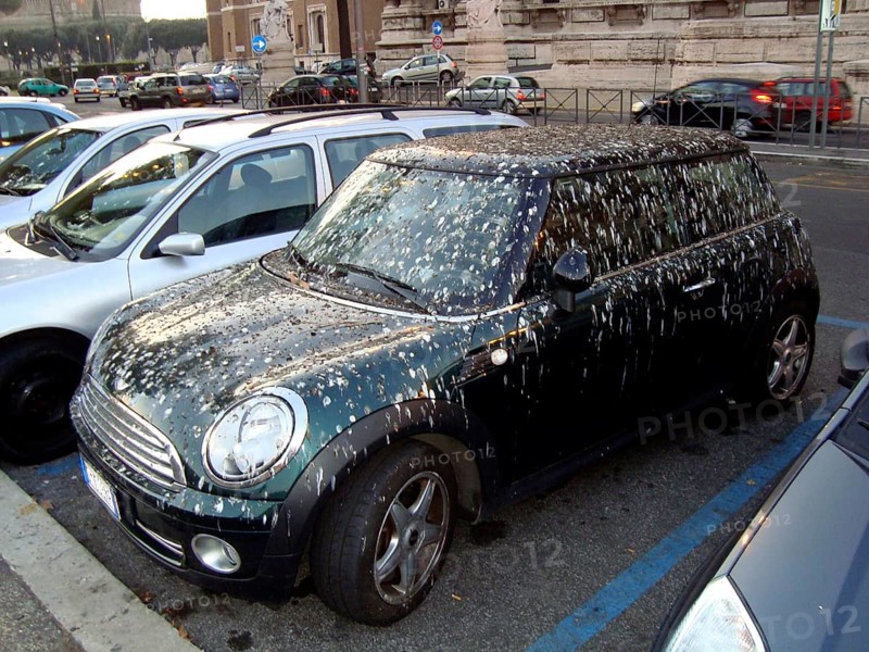 Mini dirtied by birds