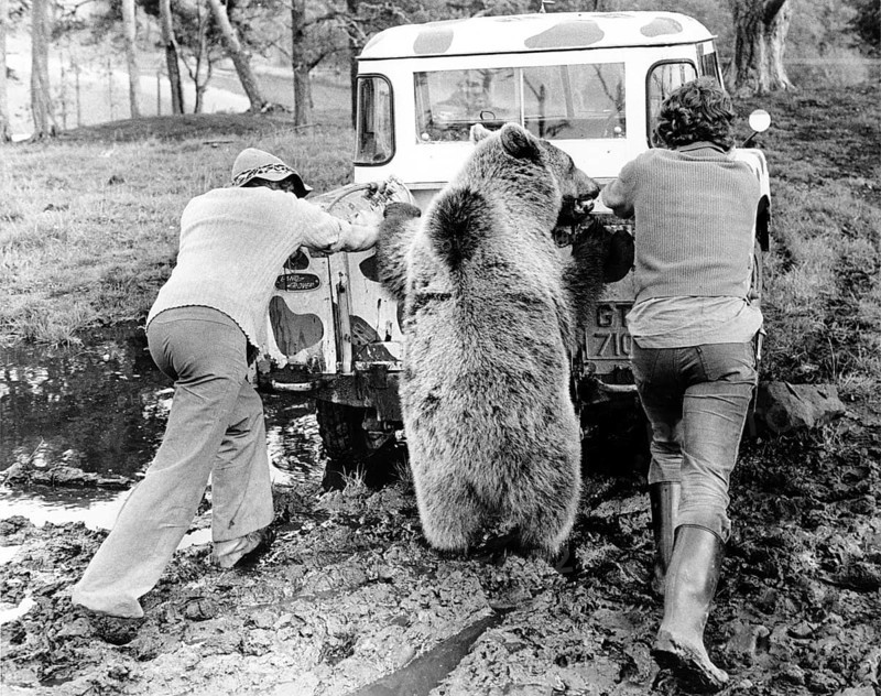 Men and Bear push car