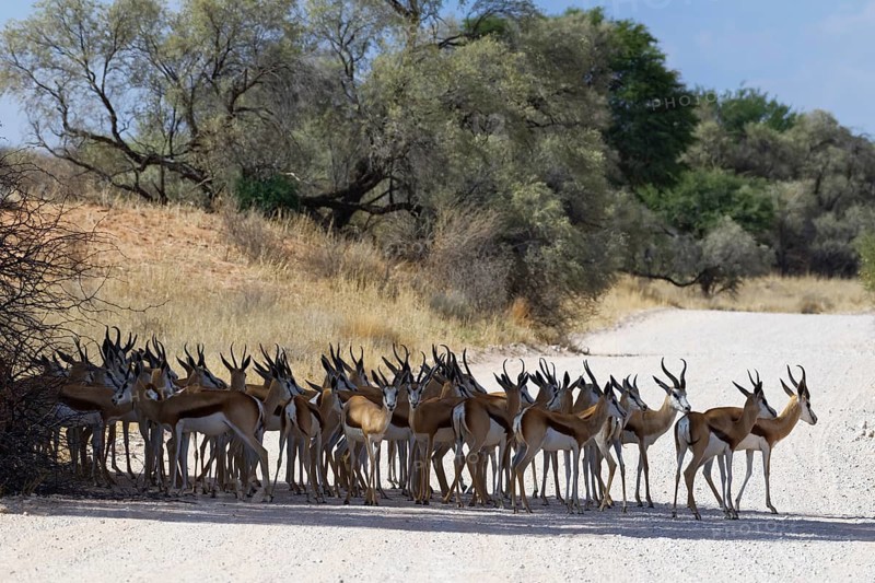 Herd of springboks (Antidorcas marsupialis) standing in the shade