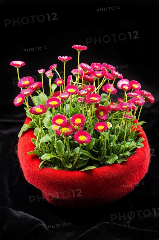 Red felt flowerpot with red Common daisies (Bellis perennis) on black velvet