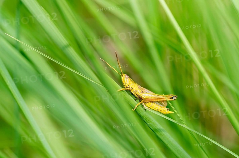 Large gold grasshopper (Chrysochraon dispar)