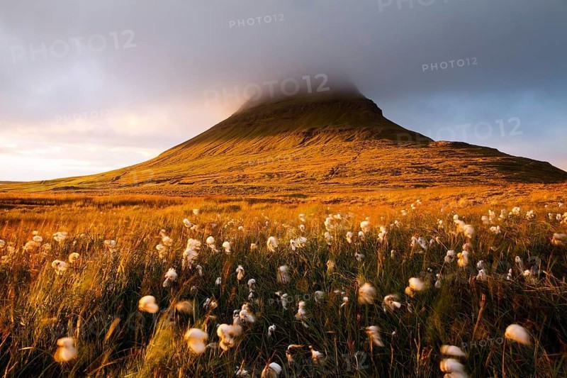 Cotton grass in the evening light