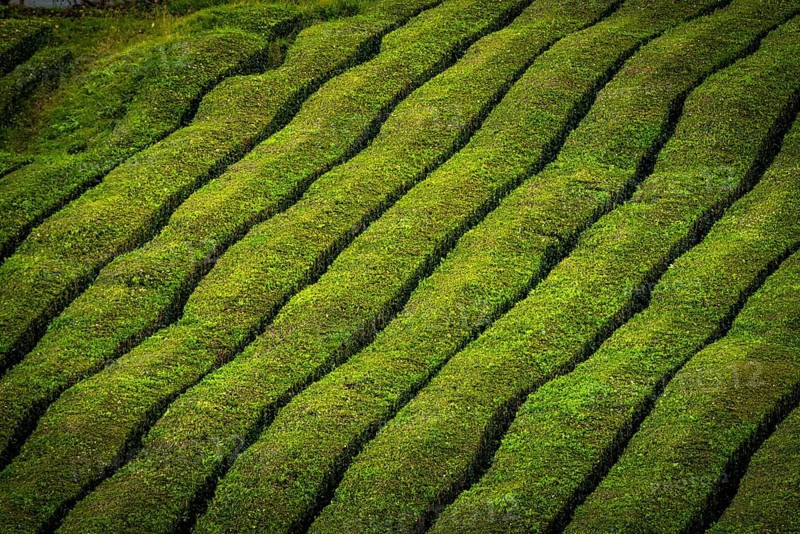 Tea bushes in a row