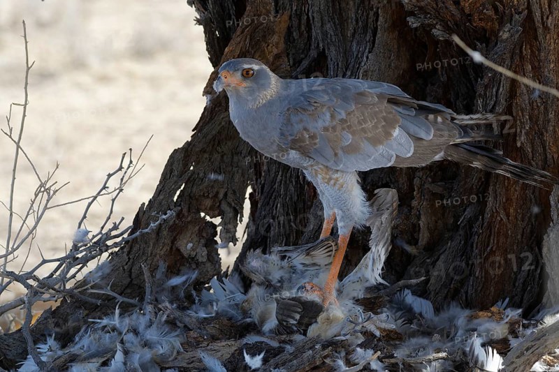 Pale chanting goshawk (Melierax canorus)