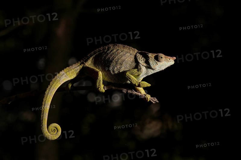 Blue-legged chameleon (Calumma crypticum) on branch