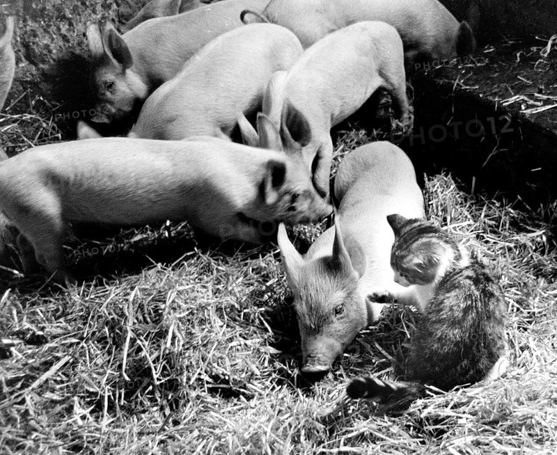 Kitten plays with piglets