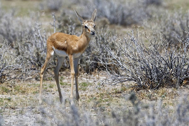 Young springbok (Antidorcas marsupialis) standing on arid grassland