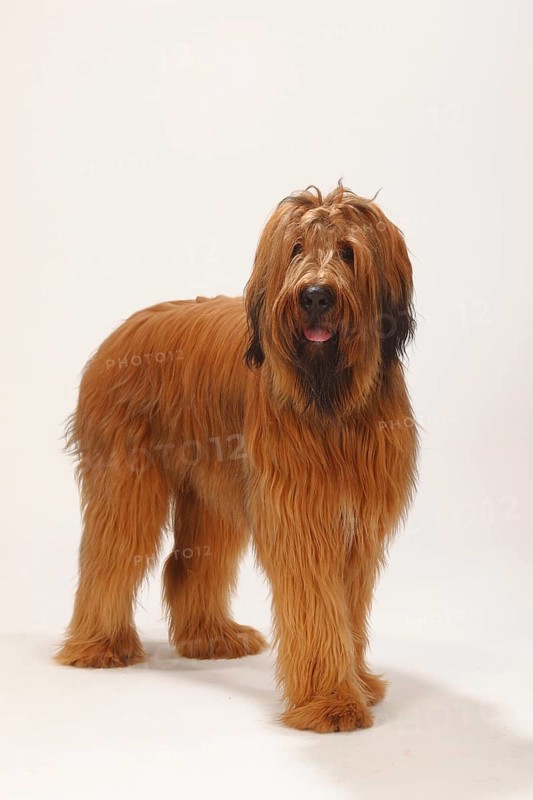 Briard