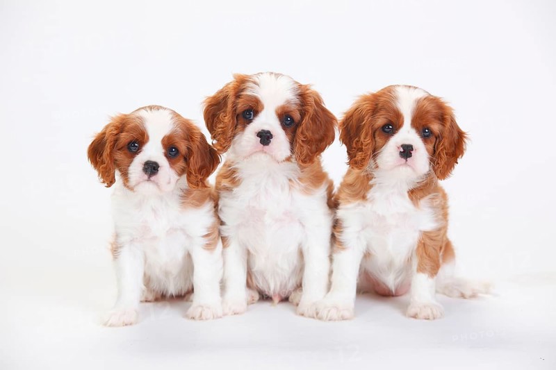 Cavalier King Charles Spaniel