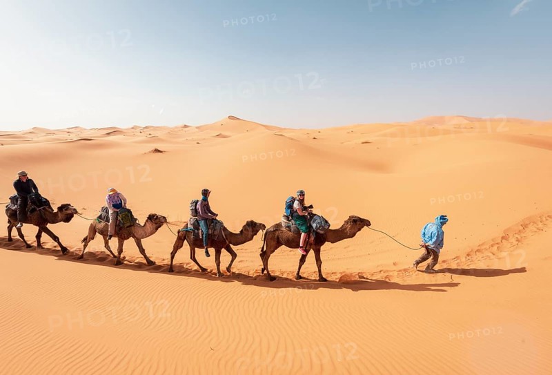 Caravan with dromedaries (Camelus dromedarius)
