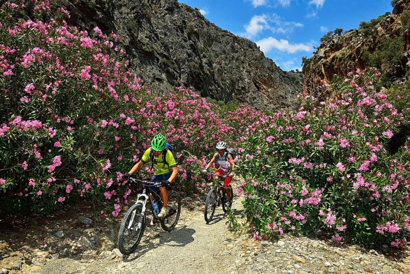 Two mountain bikers cycle between oleander bushes in the mountains