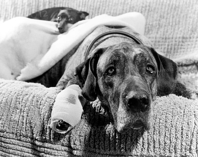Dog with association