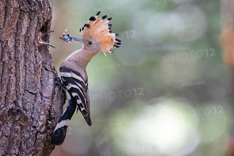 Hoopoe (Upupa epops) with blue-winged wilderness grasshopper as food