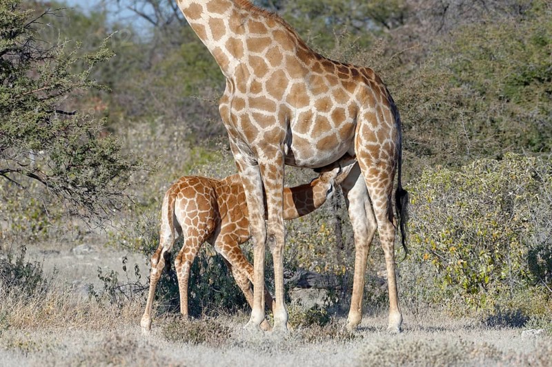Angolan giraffes (Giraffa camelopardalis angolensis)