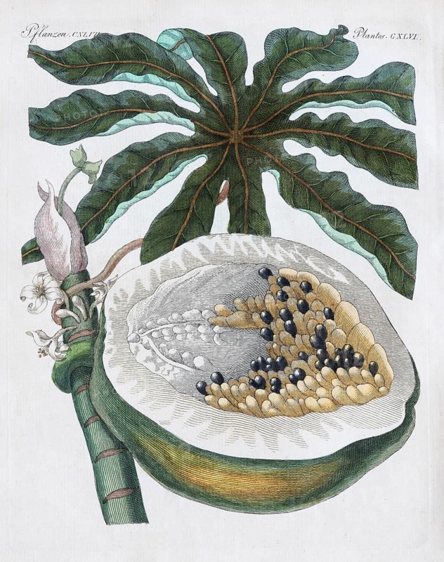 Papaya of papaya tree (Carica papaya)