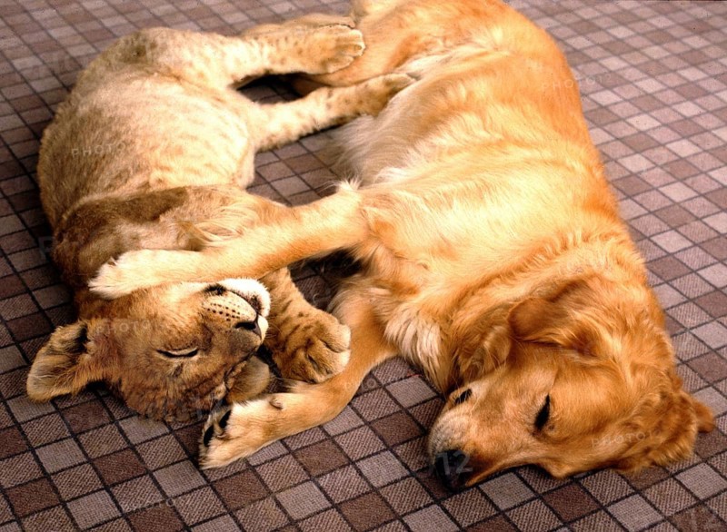 Lion and dog cuddling