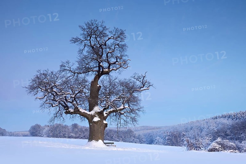 Huge solitary oak tree in winter
