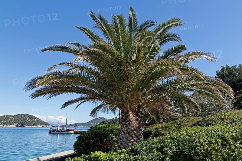 Palm at the harbour