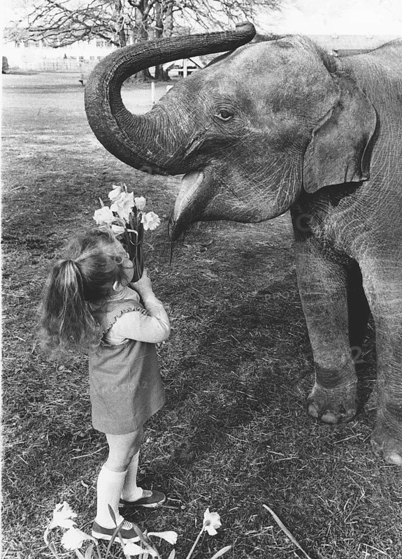 Girl shows flowers to an elephant