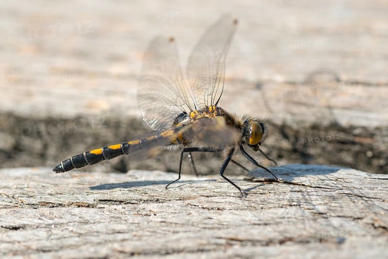 Ruby Whiteface (Leucorrhinia rubicunda)