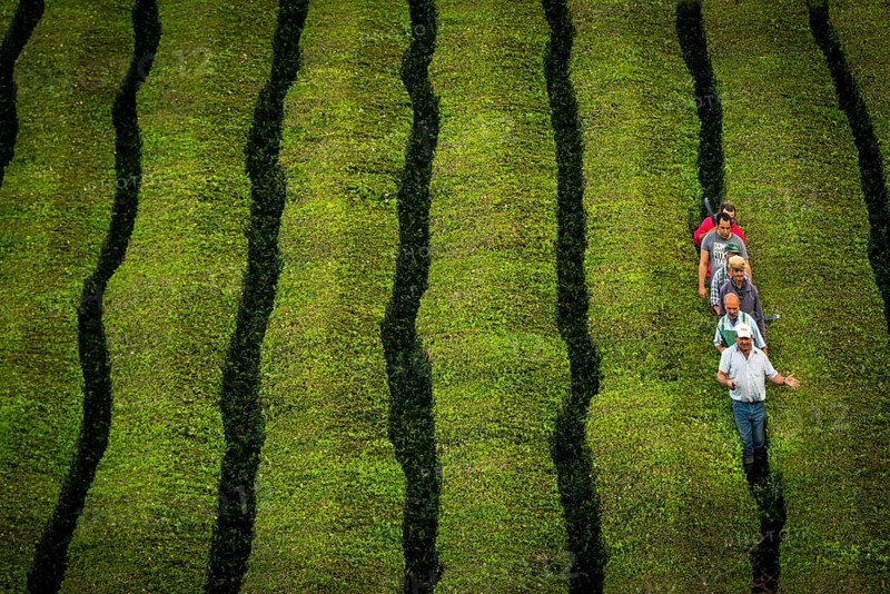 Workers at Cha Gorreana tea plantation