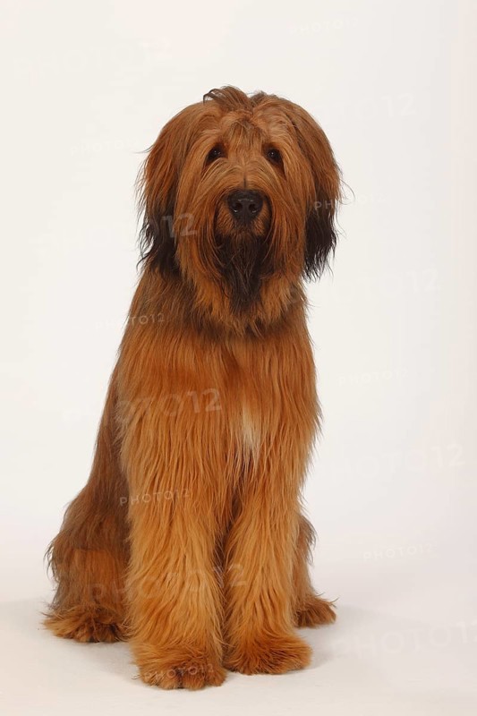 Briard