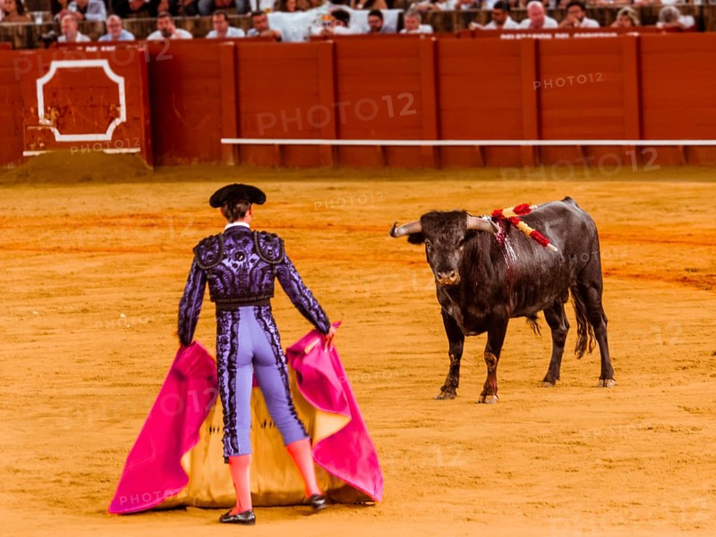 Bull stands in front of Matador