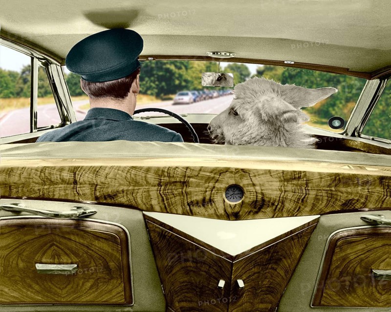 Donkey in the passenger seat