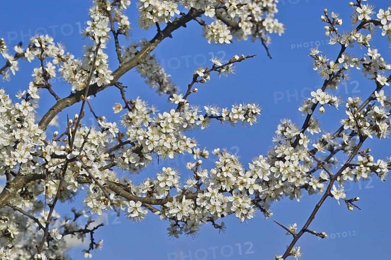 White blossoms