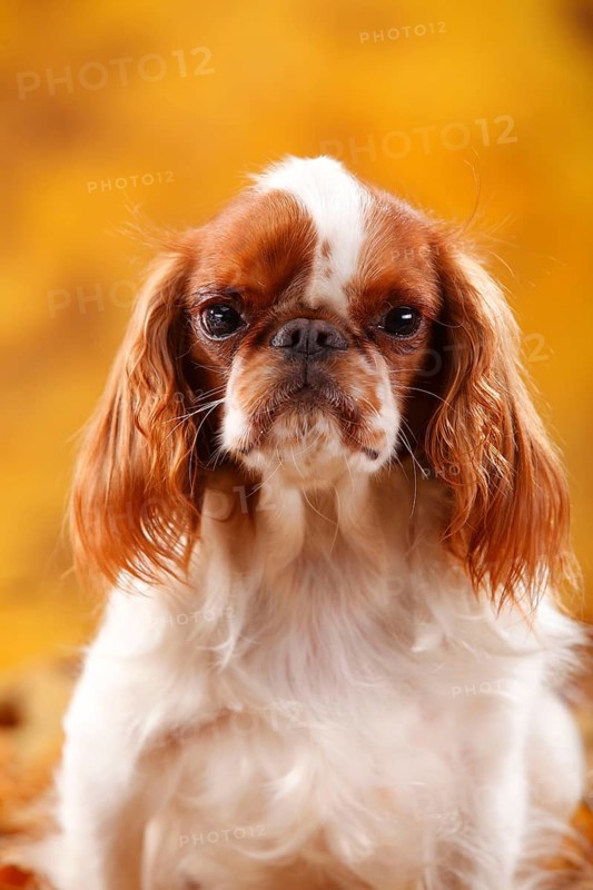 King Charles Spaniel