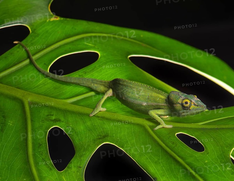 Perinet chameleon (Calumma gastrotaenia)