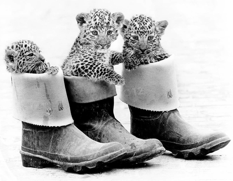 Little leopards in rubber boots
