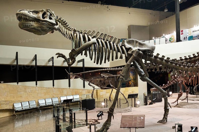 Skeleton of a dinosaur