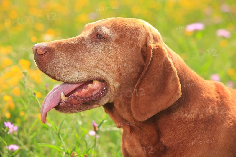 Magyar Vizsla
