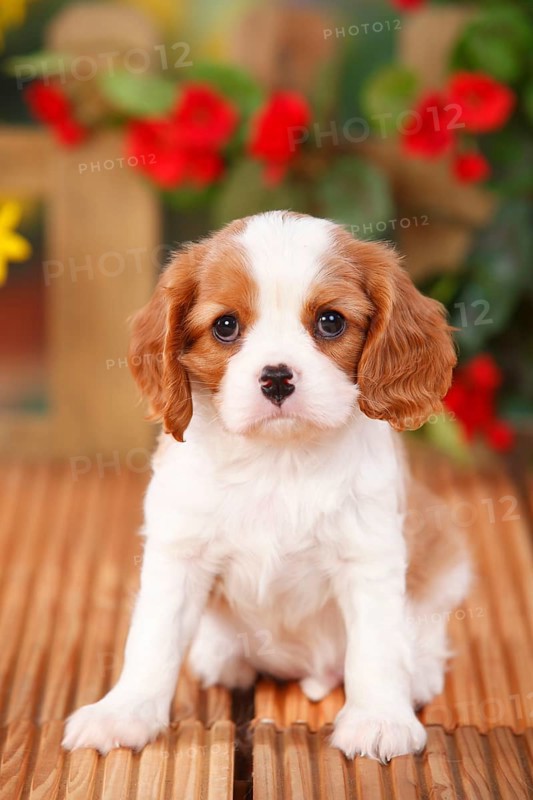 Cavalier King Charles Spaniel