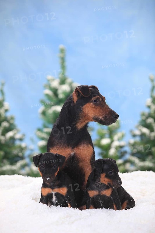 German hunting terrier