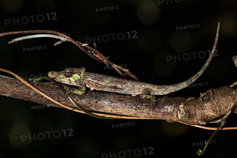 Fallax short-horn chameleon (Calumma fallax)