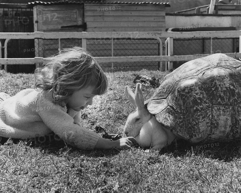 Child playing with rabbits