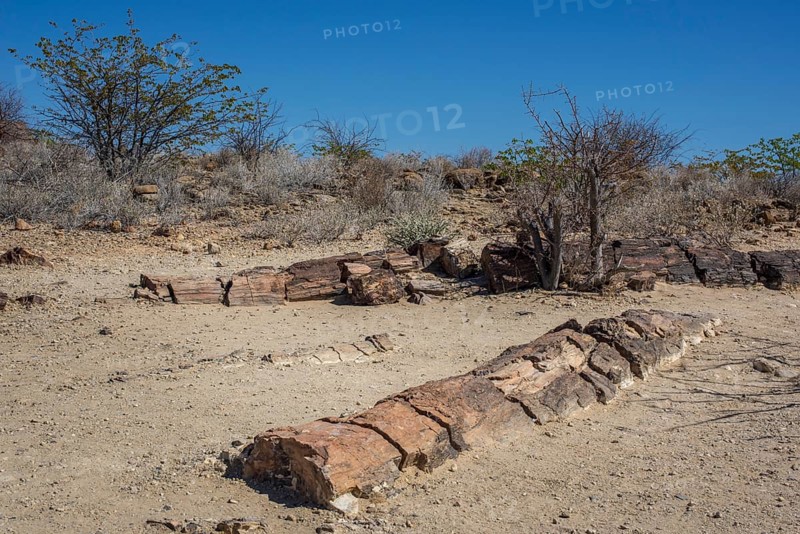 Petrified Tree Trunks