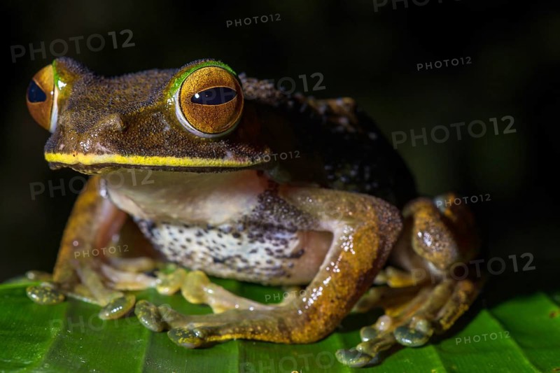 Tree climbing frog species (Boophis albilabris)