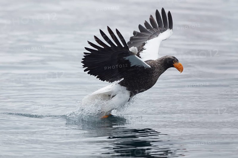 Rising Steller's sea eagle (Haliaeetus pelagicus) with prey