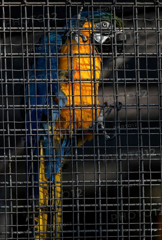 Blue and yellow macaw (Ara ararauna) behind bars in cage