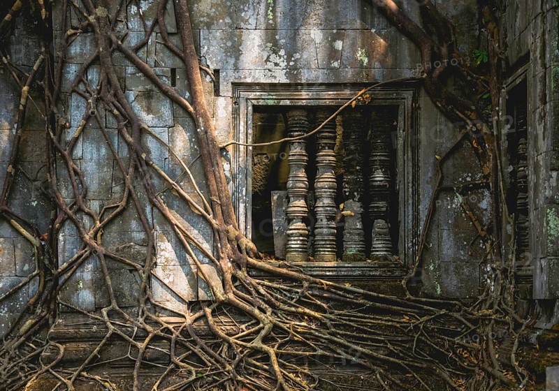 Tree root overgrown window of a Khmer temple ruin
