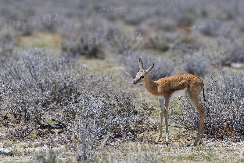 Young springbok (Antidorcas marsupialis) standing on arid grassland