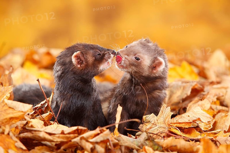 Two Ferrets (Mustela putorius forma domestica) in autumn leaves