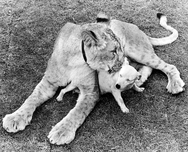 Dog and Lion cuddling