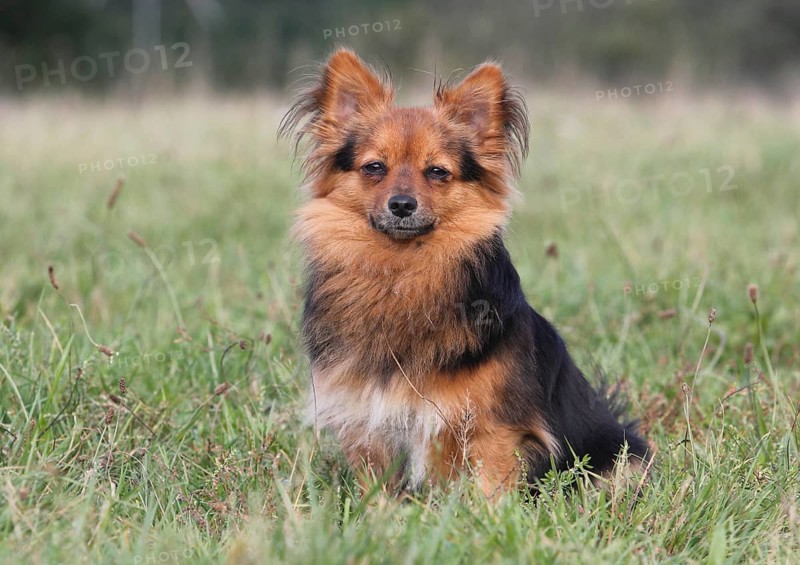 Papillon Yorkshire Mongrel