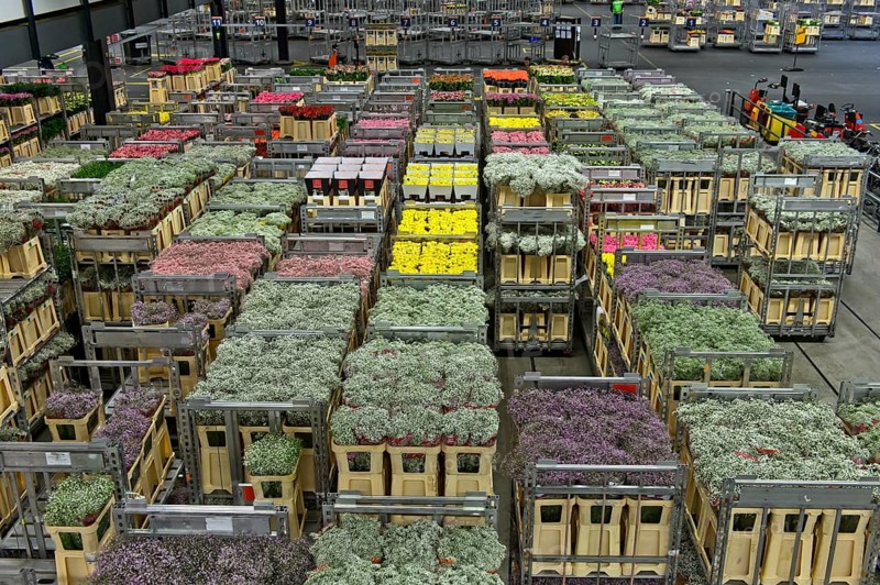 Boxes of flowers ready for dispatch in a warehouse