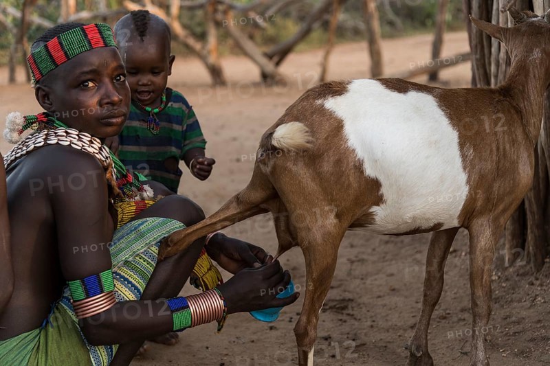 Young woman with toddler milking goats