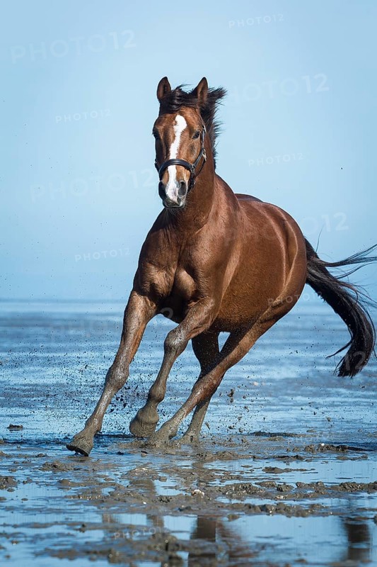 Brown horse